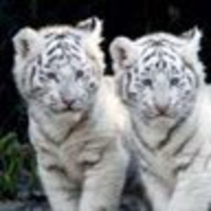 Meet your Posher, Carson